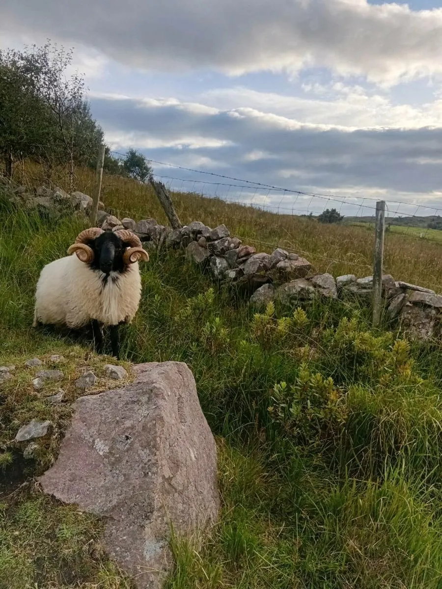 Blackface hogget rams - Image 2