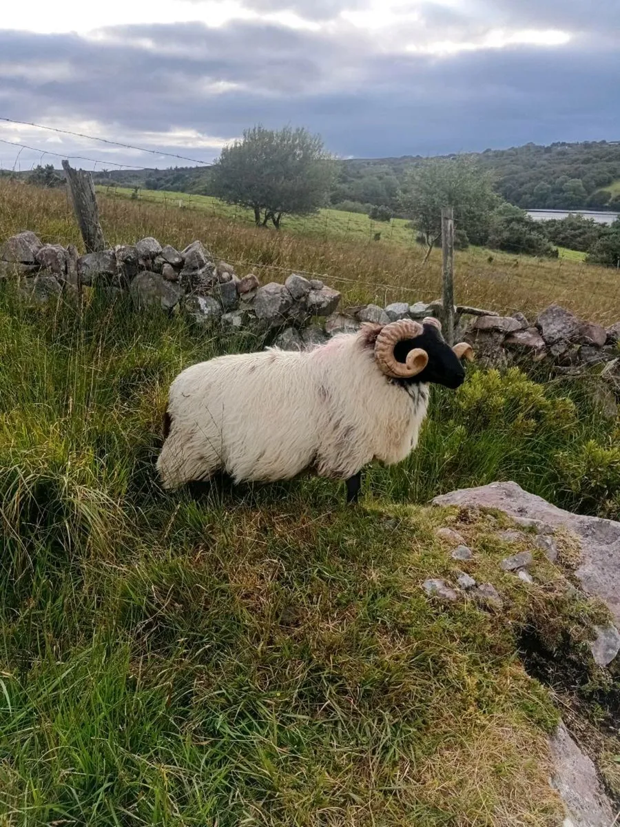 Blackface hogget rams - Image 3