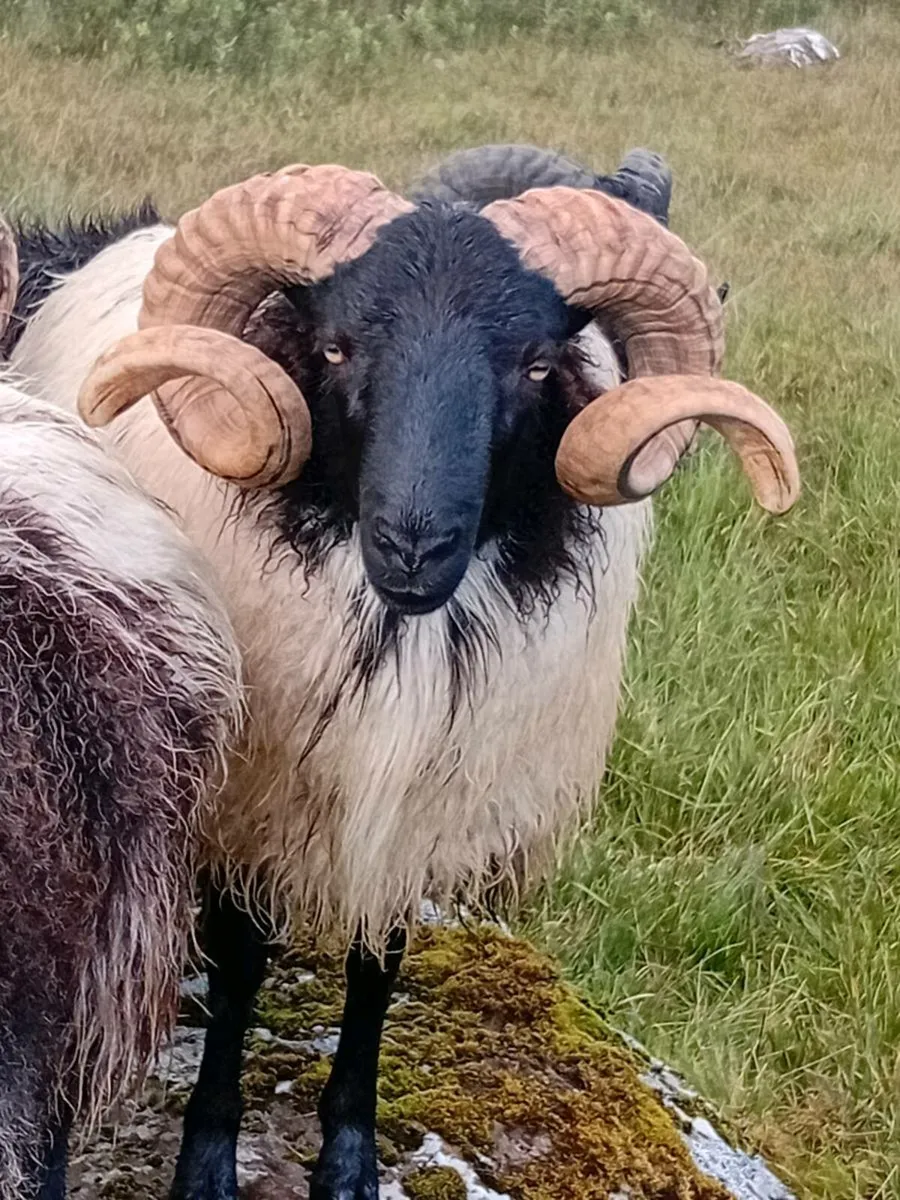 Blackface hogget rams - Image 1