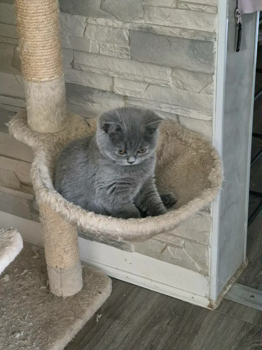 Cat - Image 2