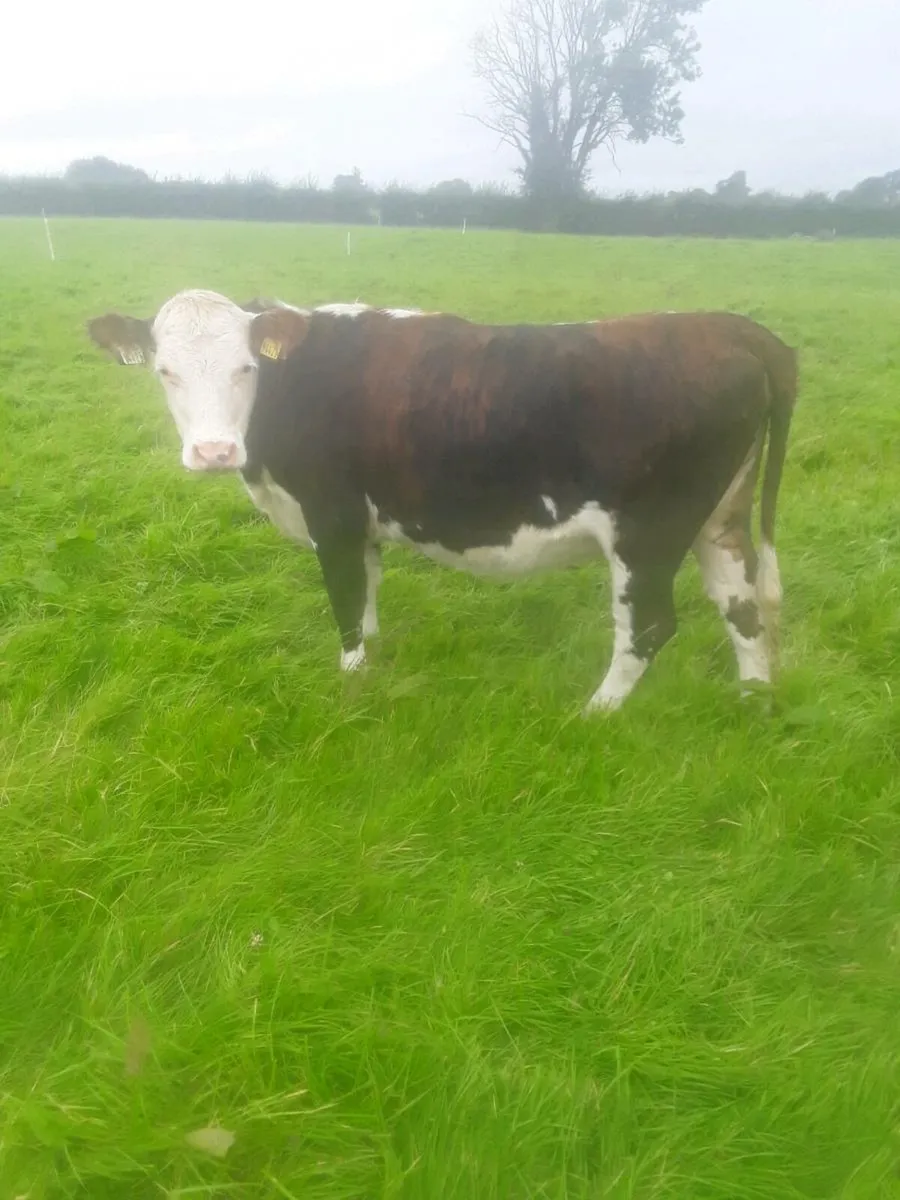 2 Red white head heifers - Image 1