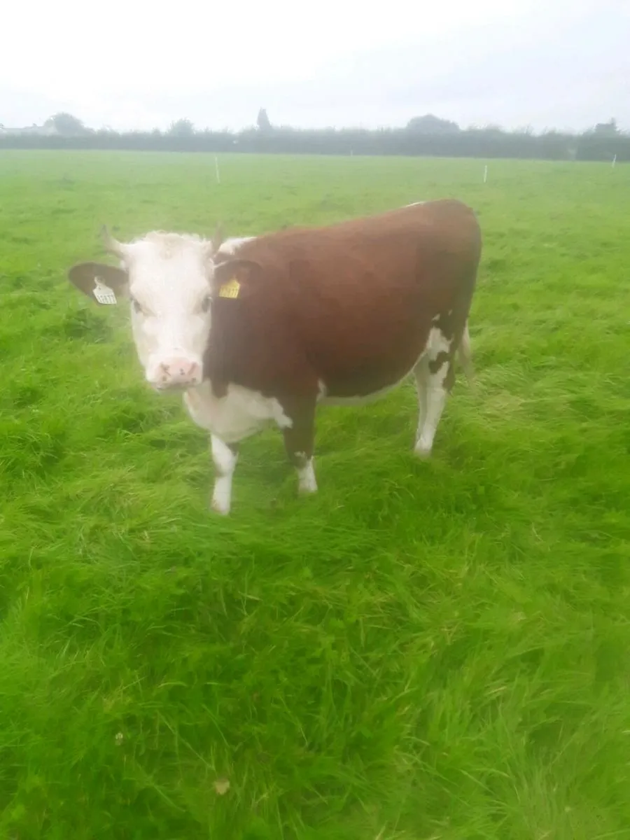 2 Red white head heifers - Image 2
