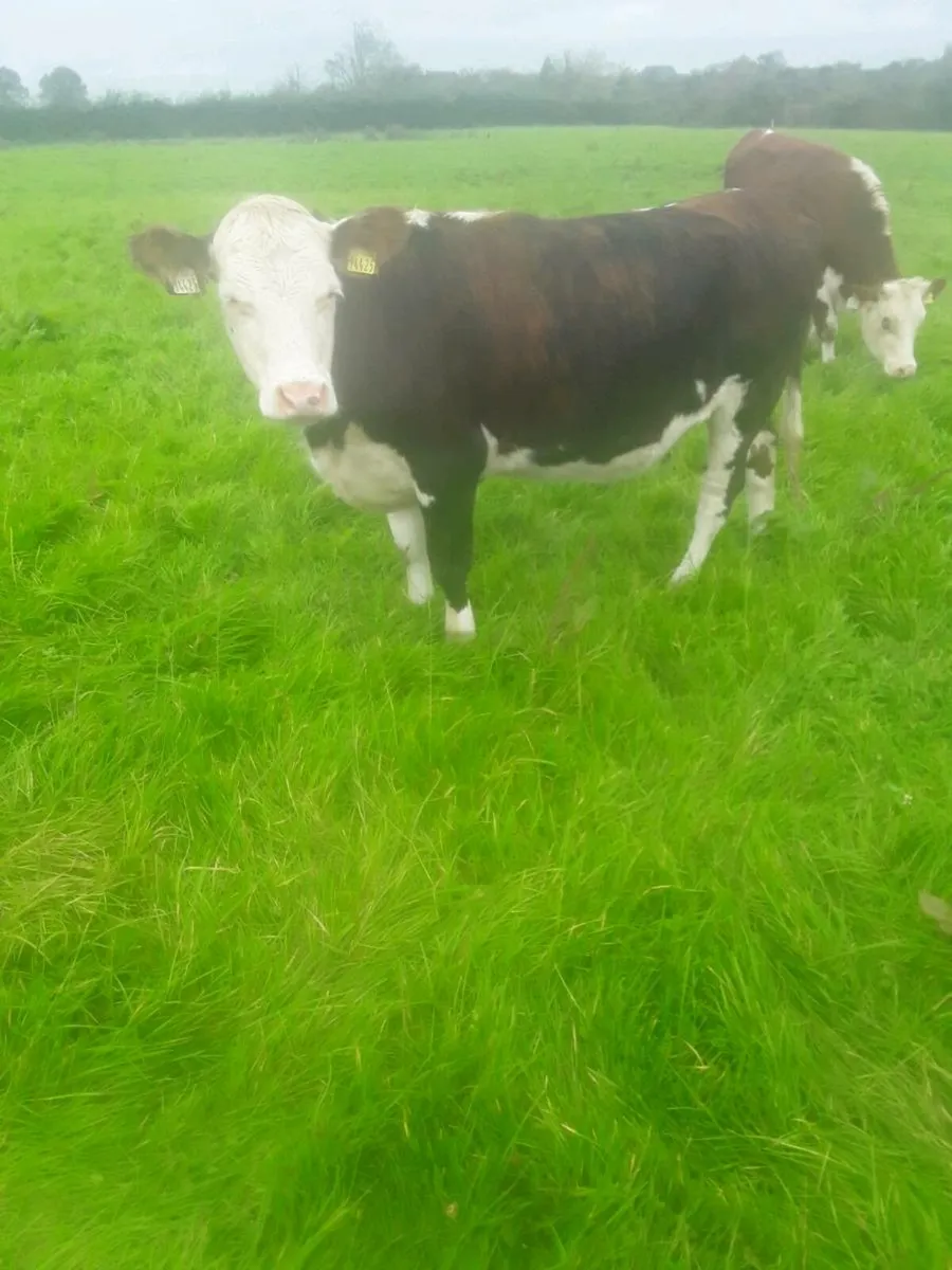 2 Red white head heifers - Image 3