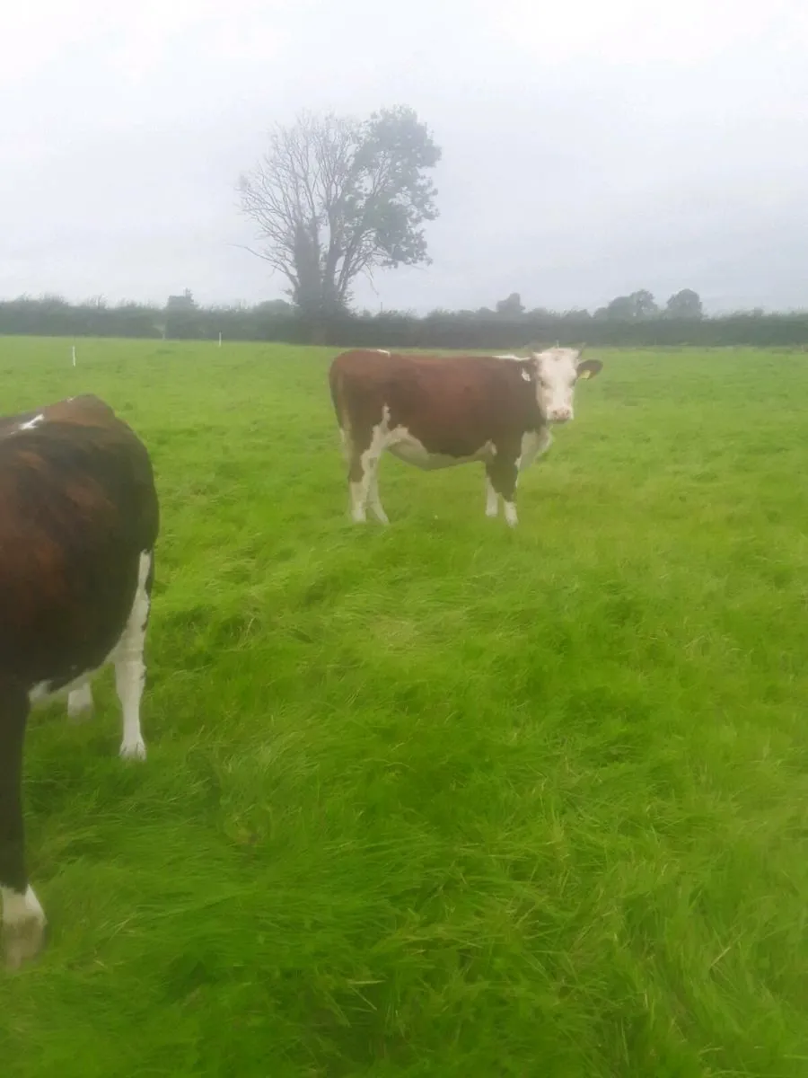 2 Red white head heifers - Image 4