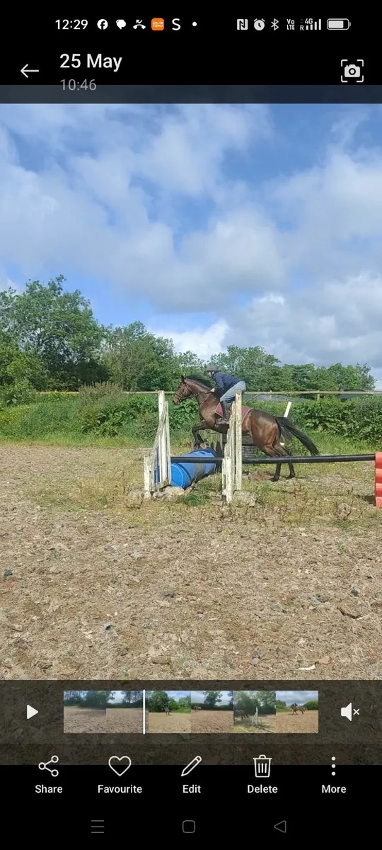 Horse - Image 3