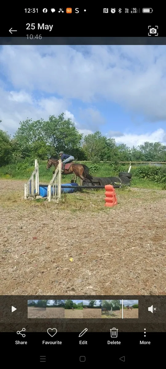 Horse - Image 4