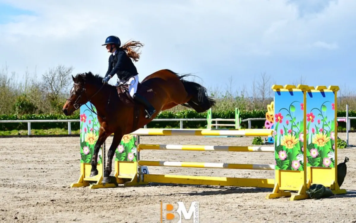 148cm Grade A Mare - Image 2