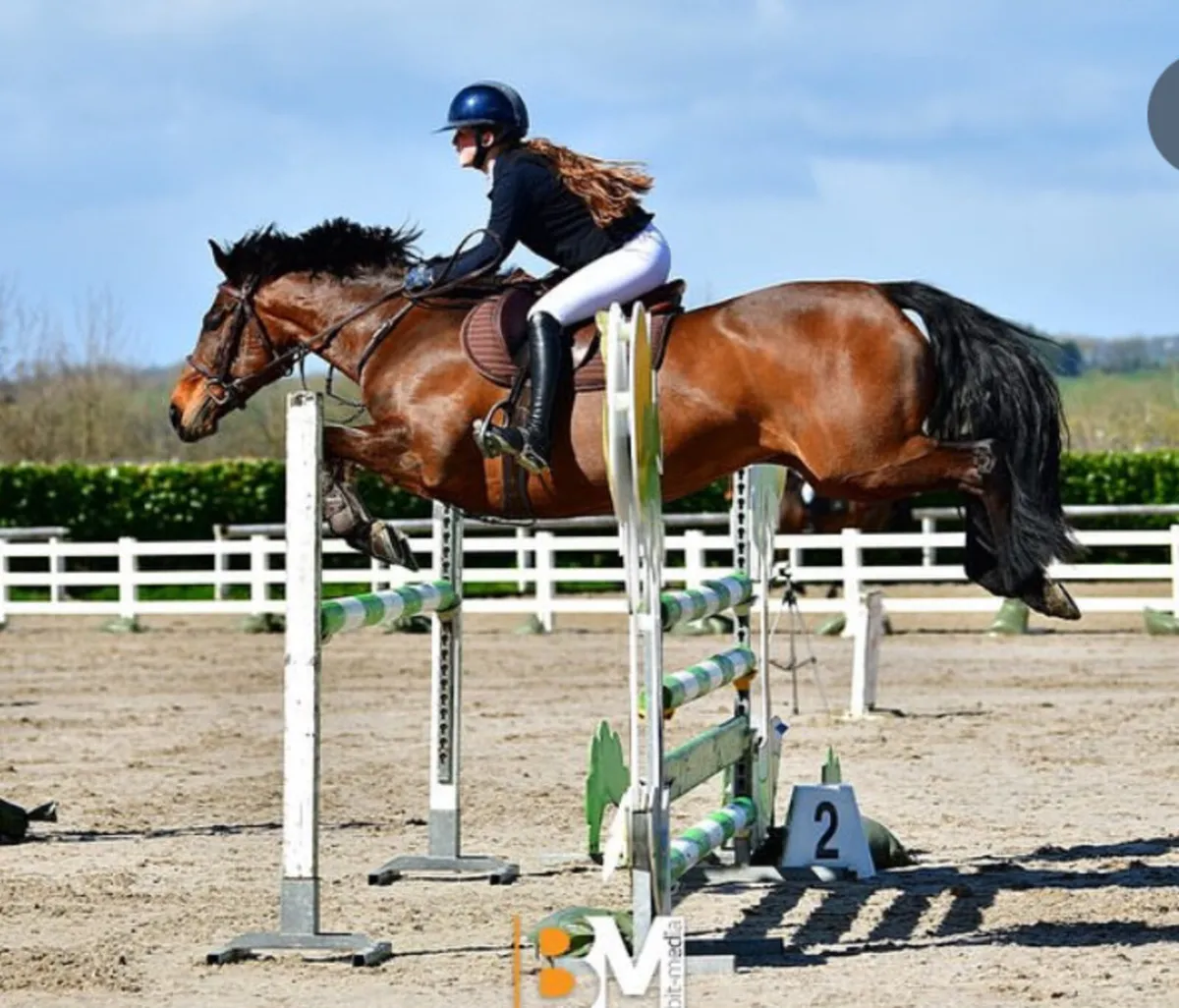 148cm Grade A Mare - Image 3