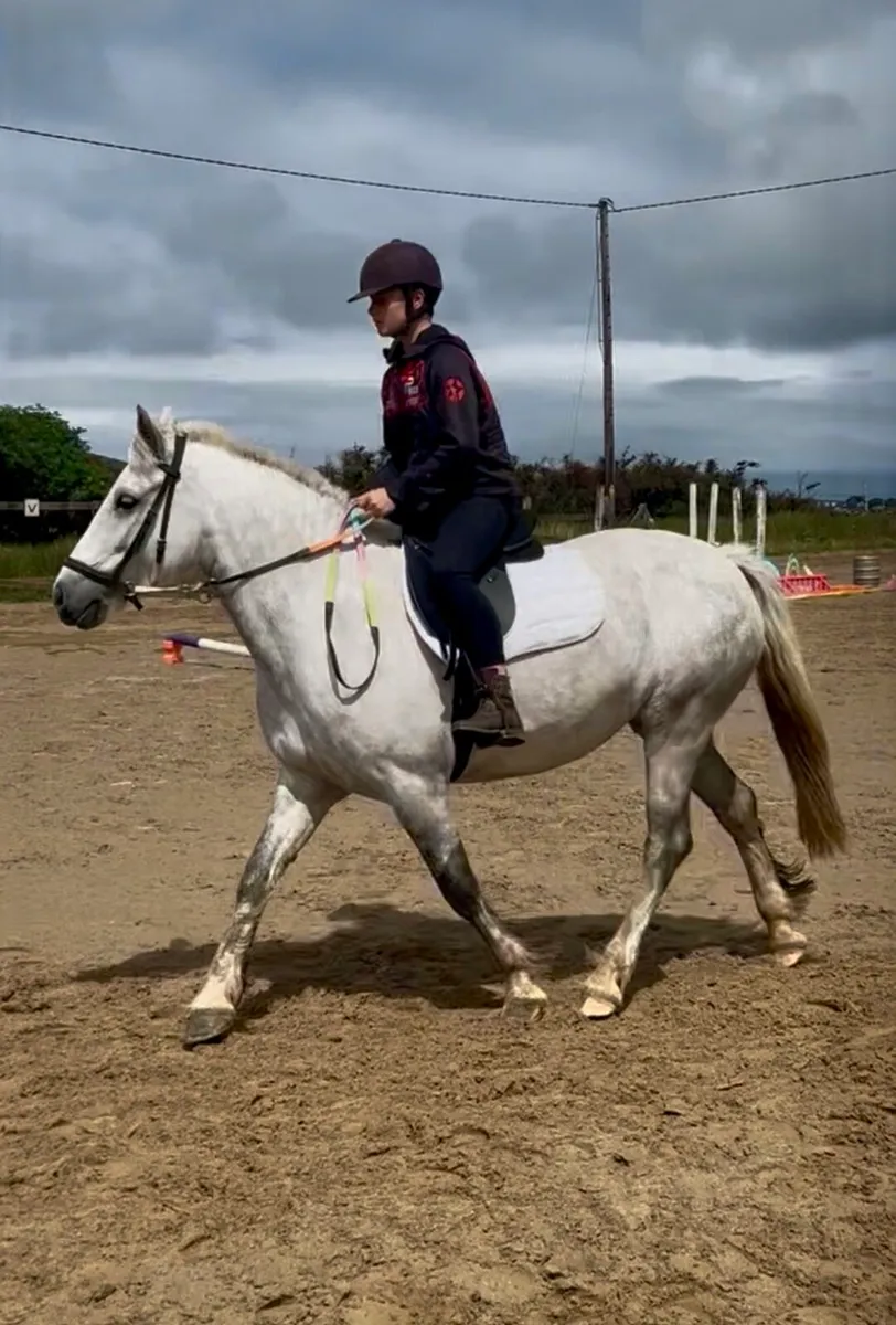 Connemara x Cob - Image 3