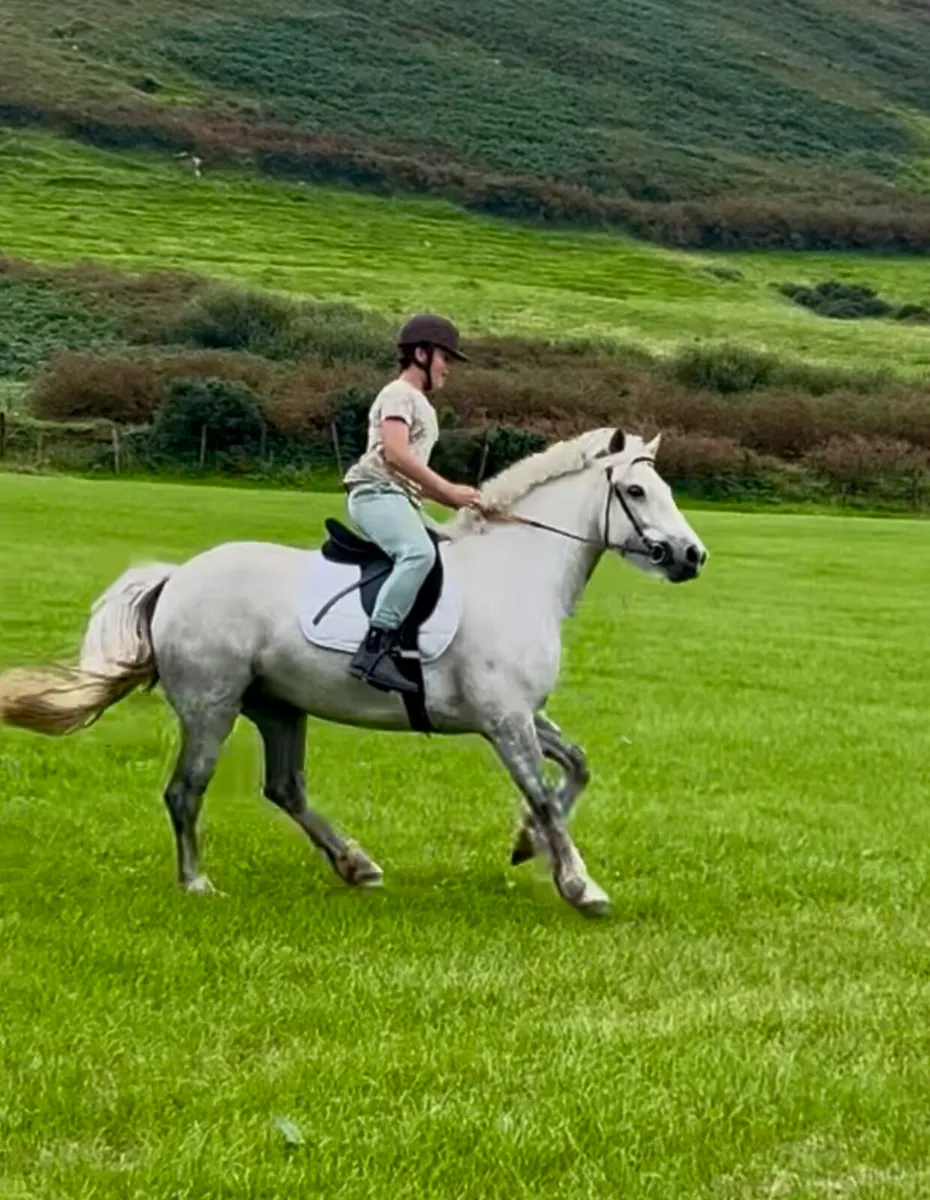 Connemara x Cob - Image 4