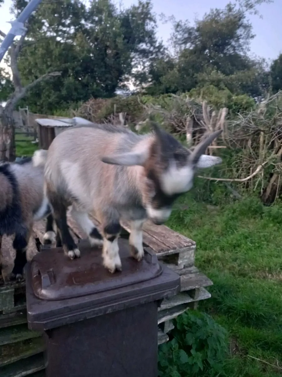 Pigmy kid male - Image 2