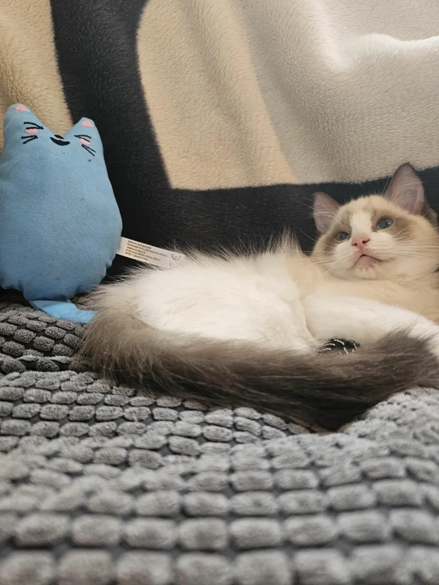 Purebred Ragdoll kitten - Image 2