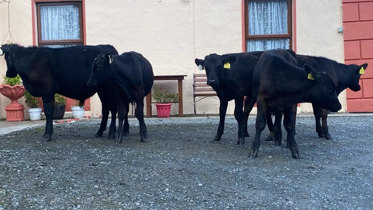 Angus Bulls - Image 2