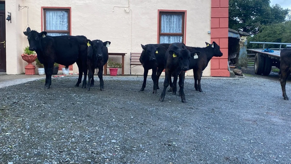 Angus Bulls - Image 3