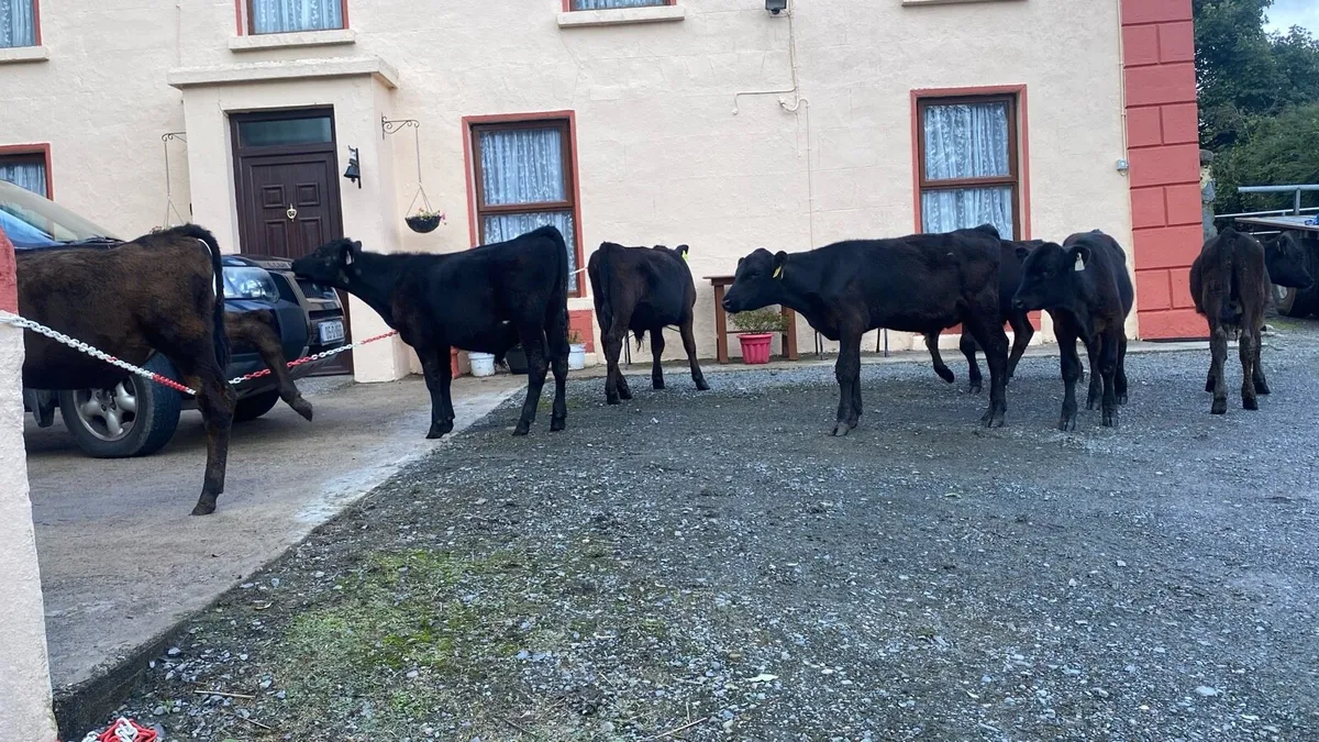 Angus Bulls - Image 4