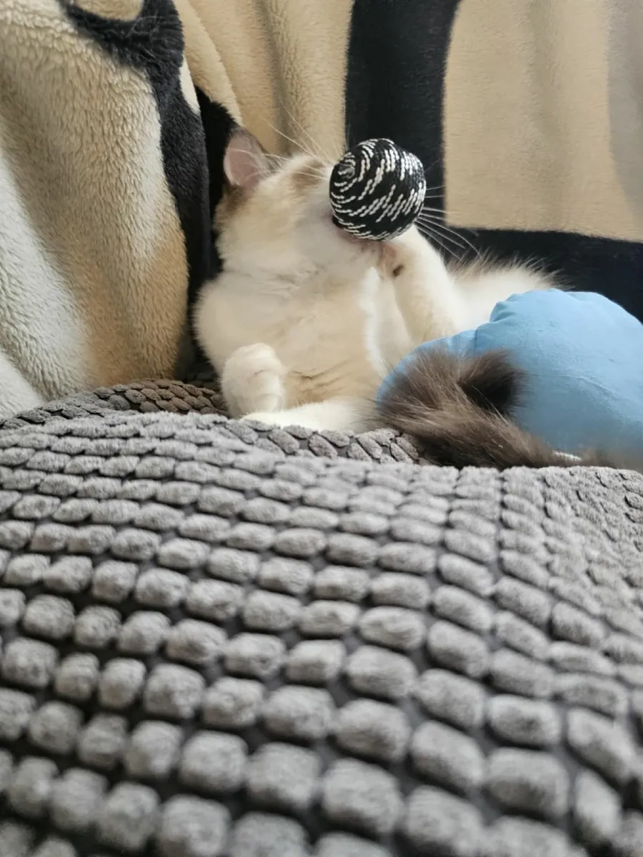Purebred Ragdoll kitten - Image 3