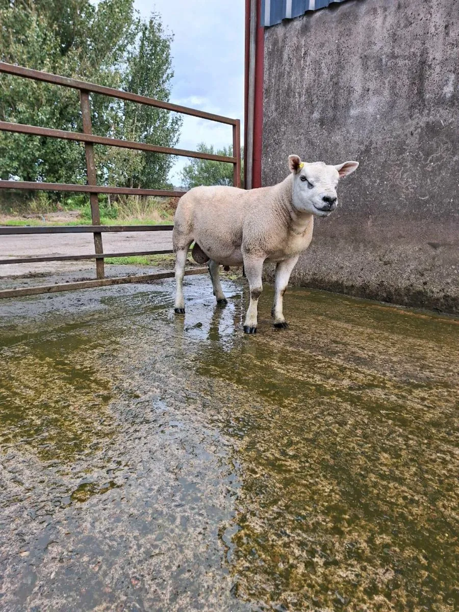 PURE BREED TEXEL SHEARLING