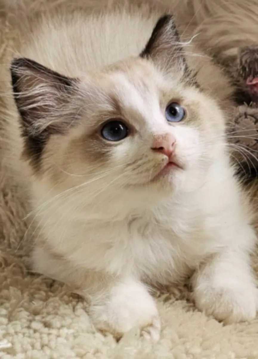 Purebred Ragdoll kitten - Image 1