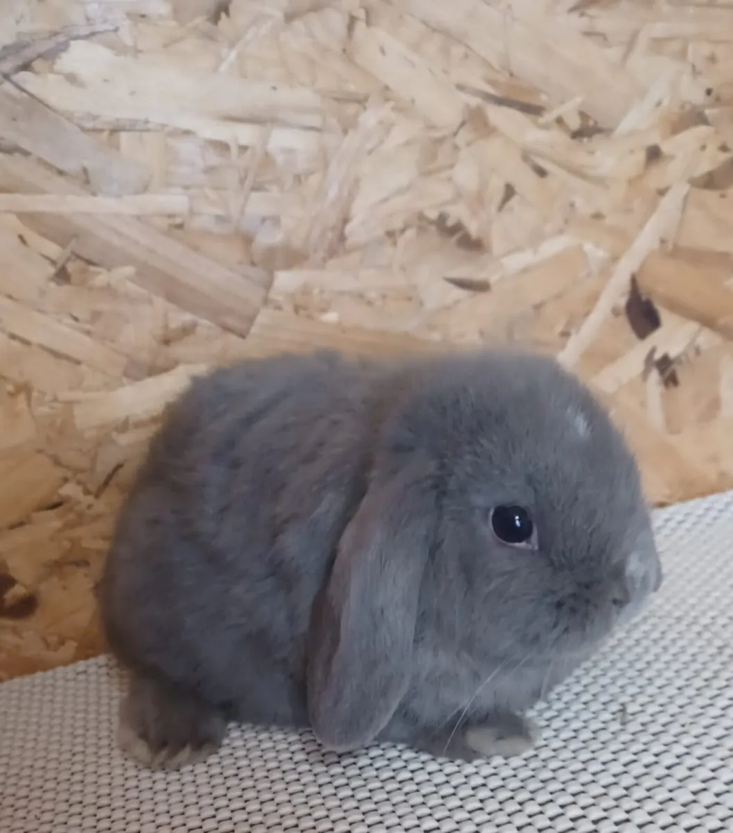 Mini lop baby bunny - Image 1