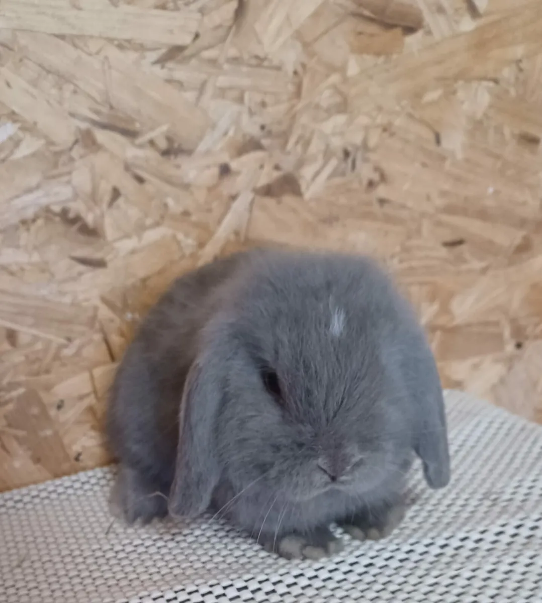 Mini lop baby bunny - Image 2