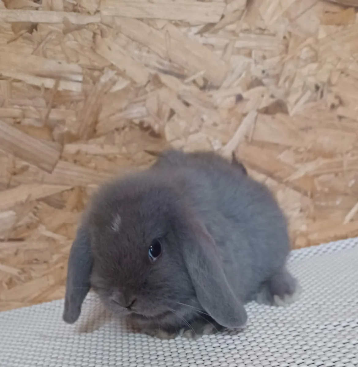 Mini lop baby bunny - Image 3