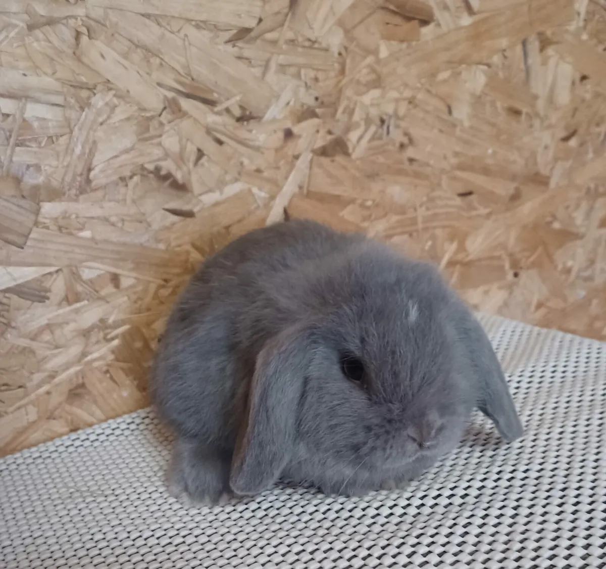Mini lop baby bunny - Image 4