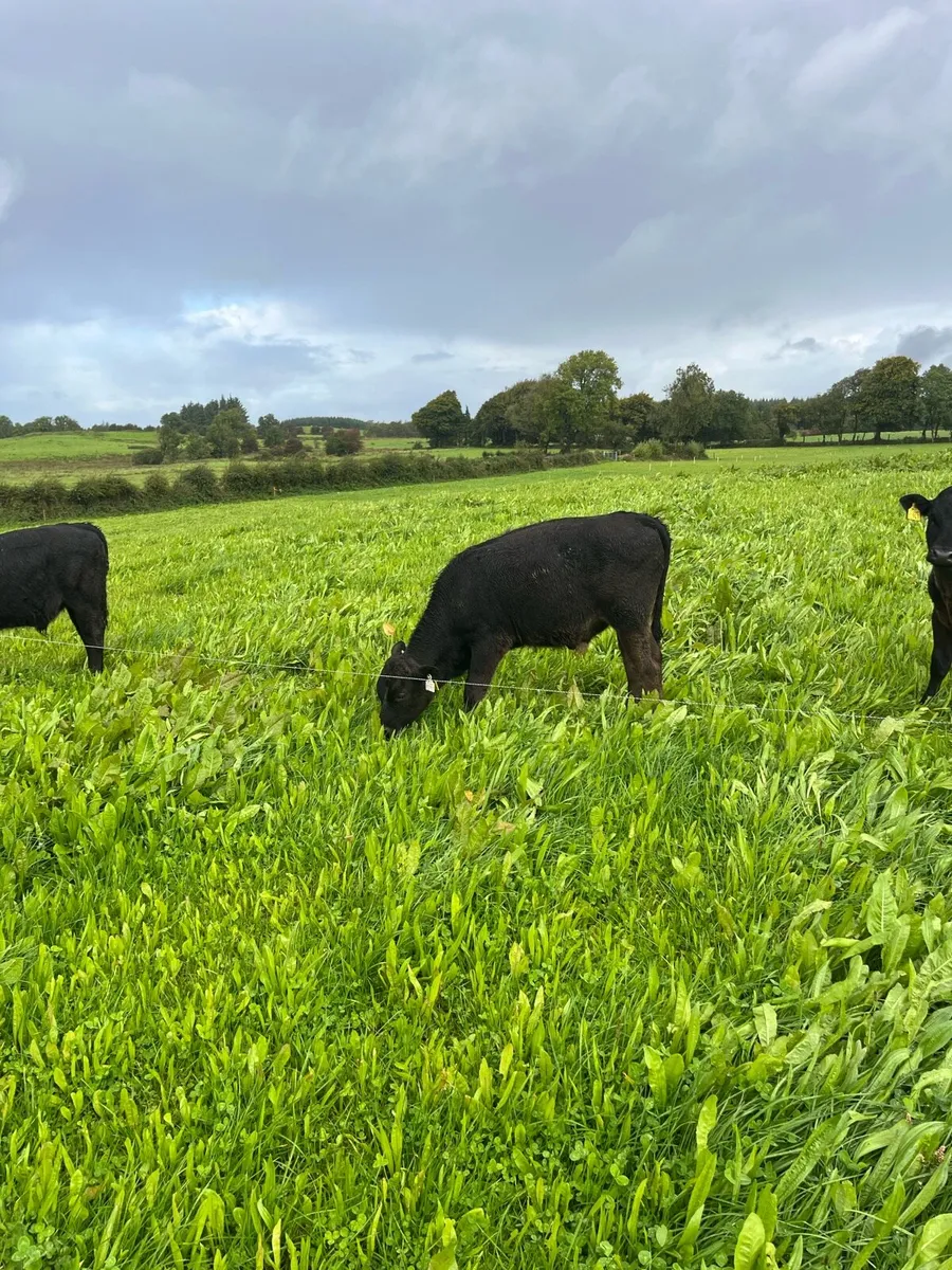 Limousin weanlings - Image 2