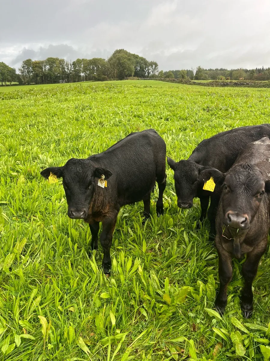 Limousin weanlings - Image 3