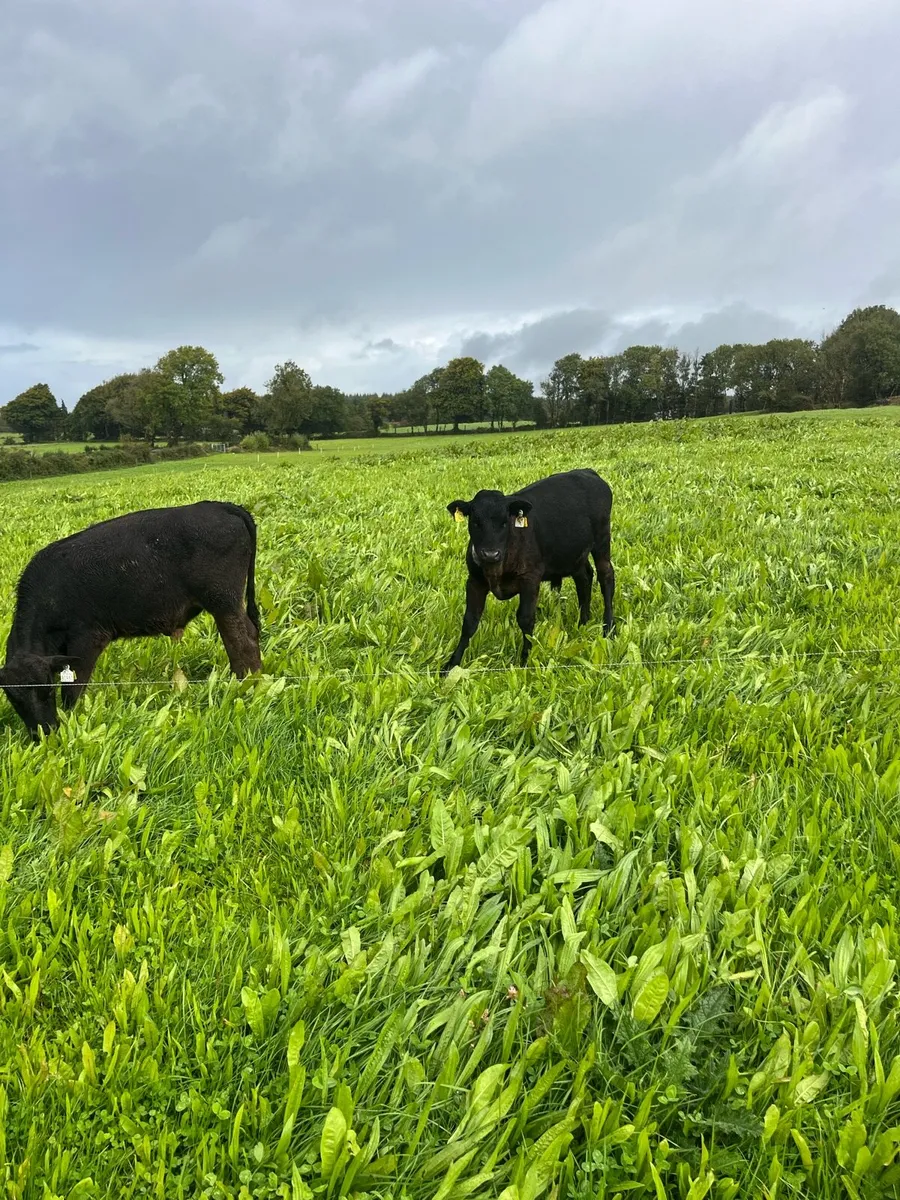 Limousin weanlings - Image 1