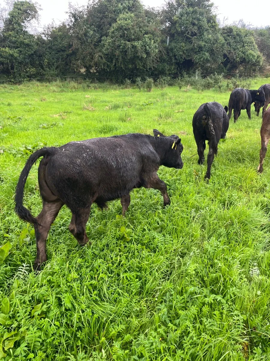 Limousin weanlings - Image 4