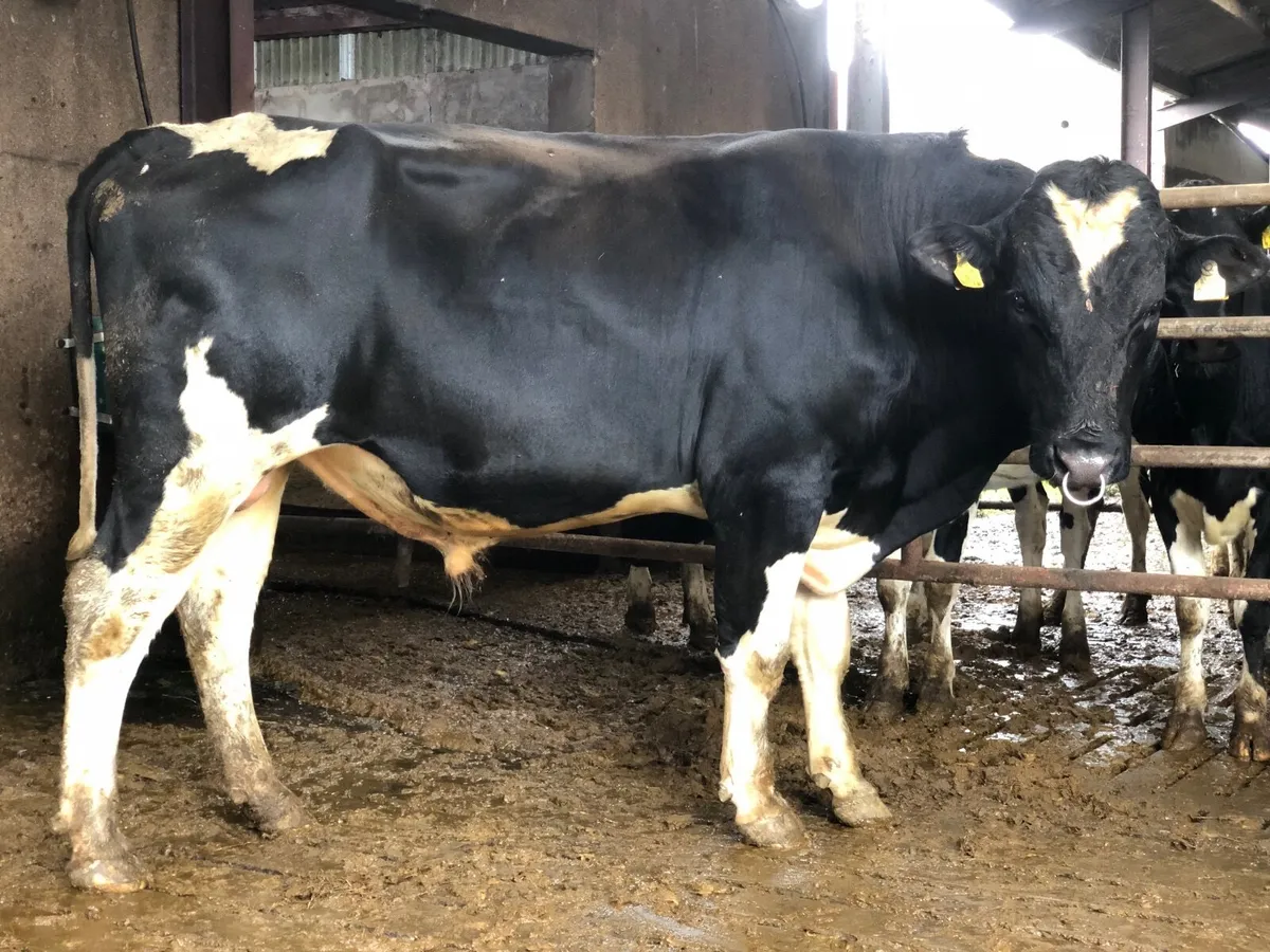 Young milking cows,scc<50 - Image 4