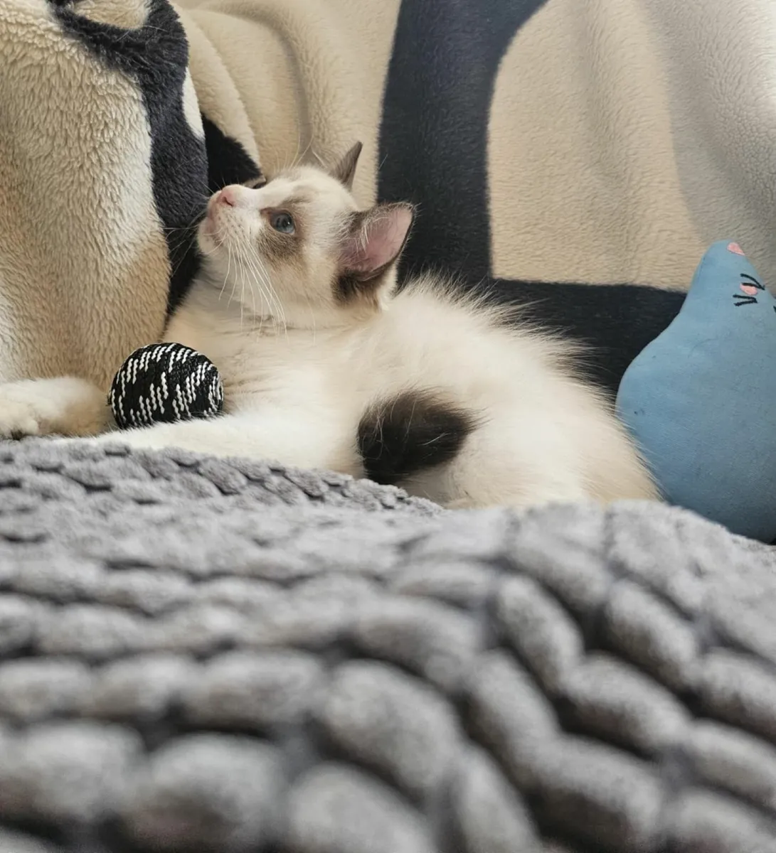 Purebred Ragdoll kitten - Image 4