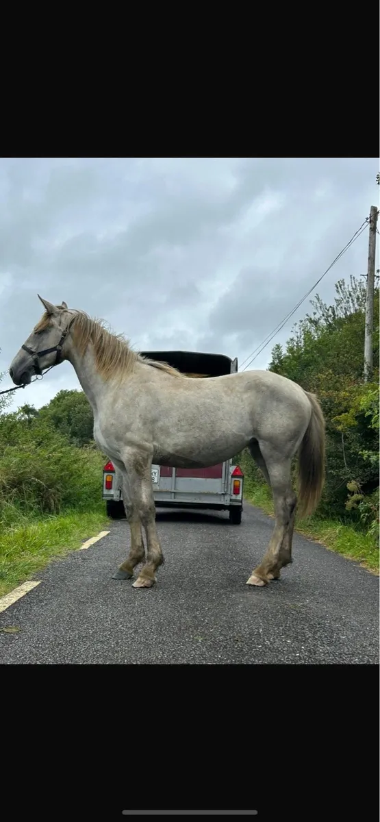 Quality Draught Yearling Filly - Image 1