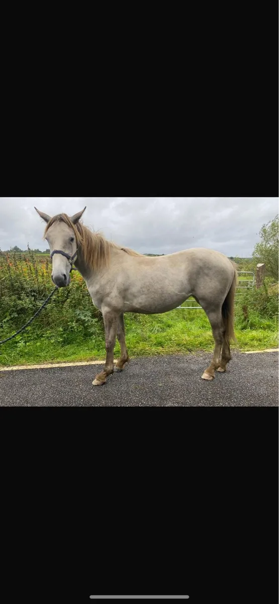 Quality Draught Yearling Filly - Image 2