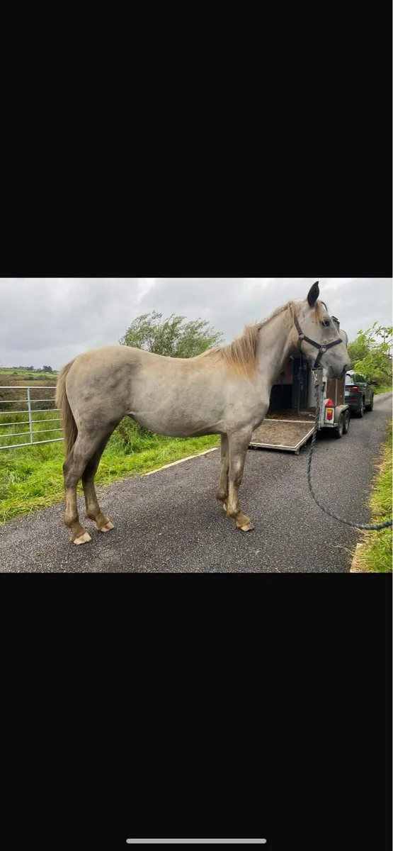 Quality Draught Yearling Filly - Image 3