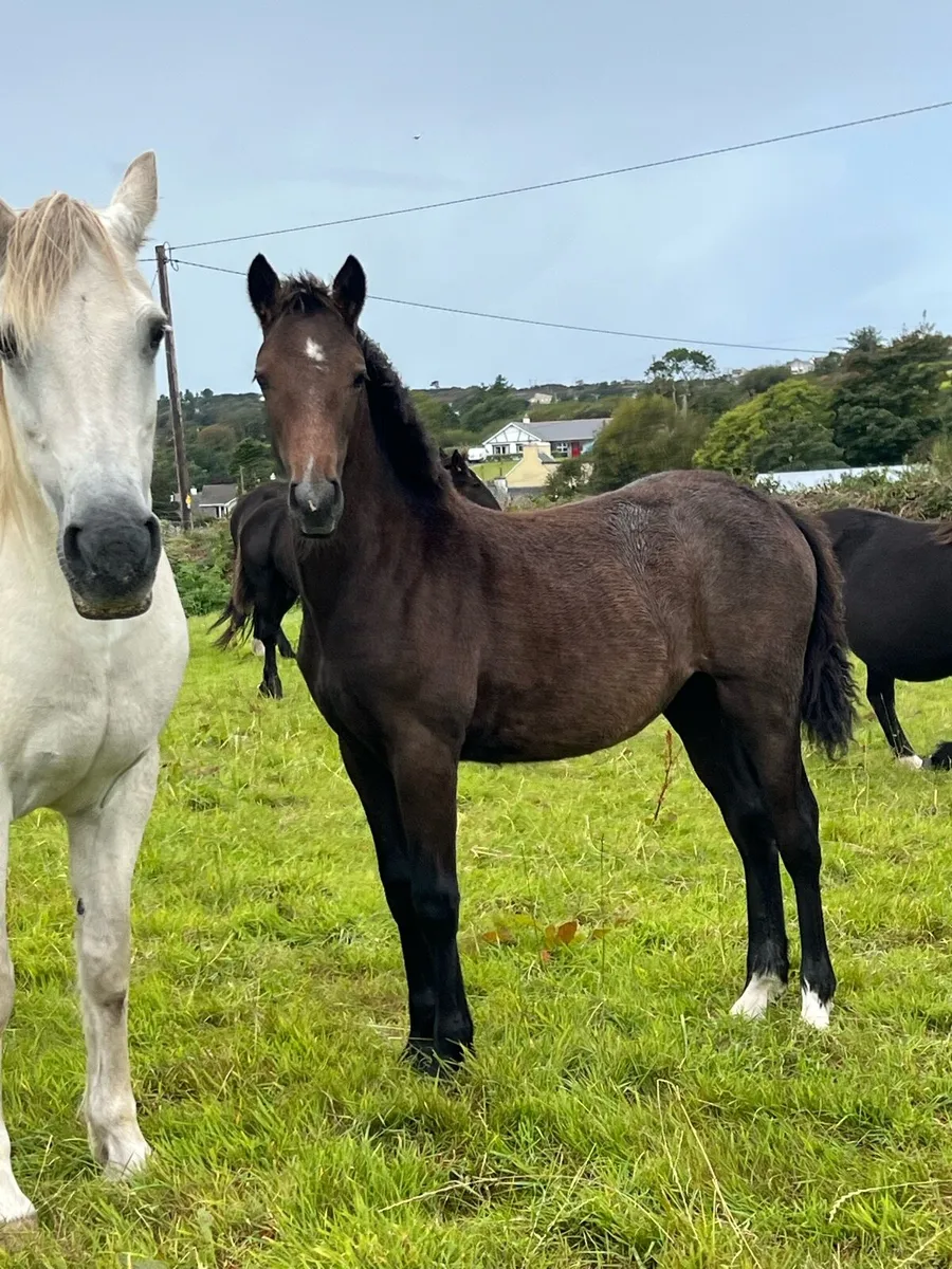 Connemara filly - Image 1