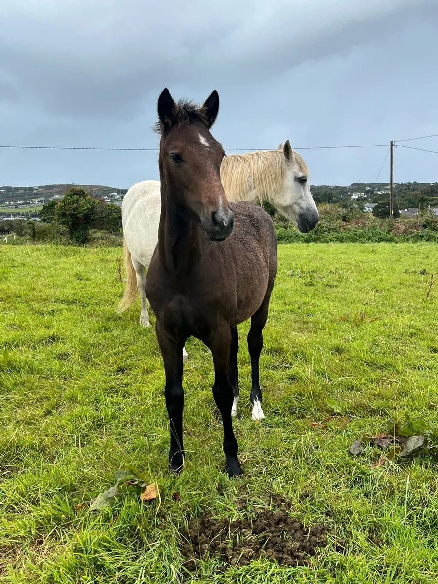 Connemara filly - Image 2