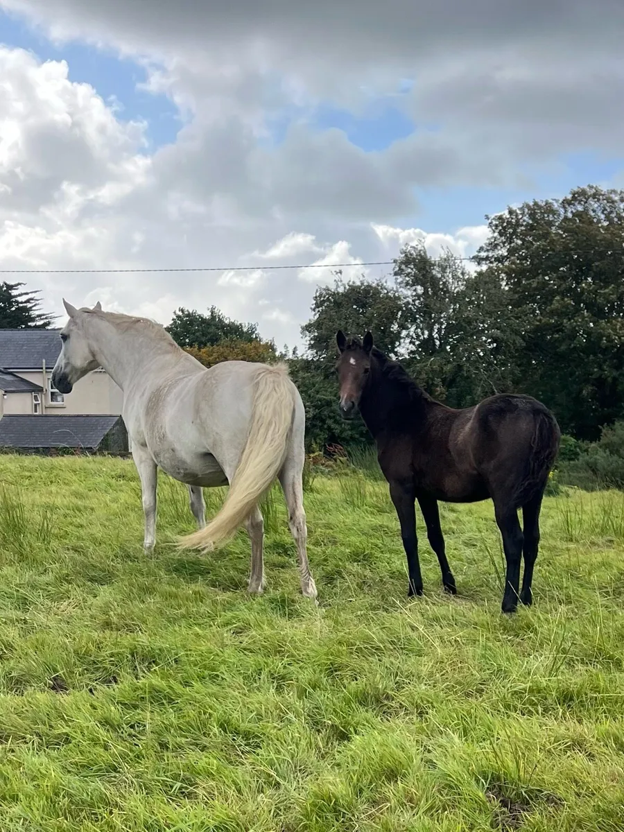 Connemara filly - Image 3