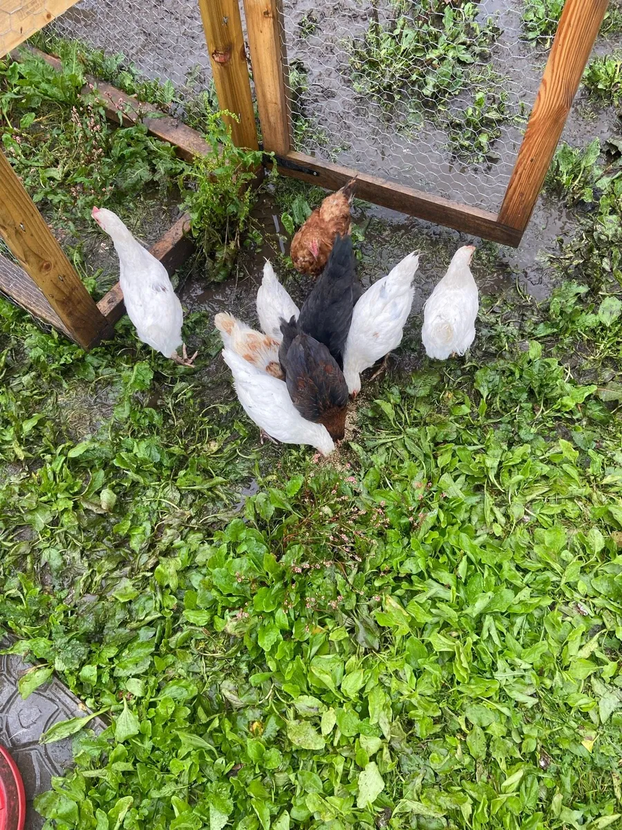 Chicks - Image 2