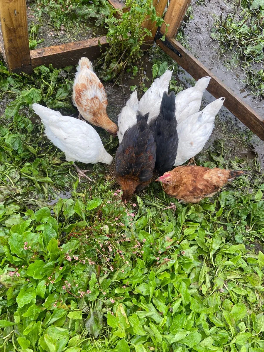 Chicks - Image 3