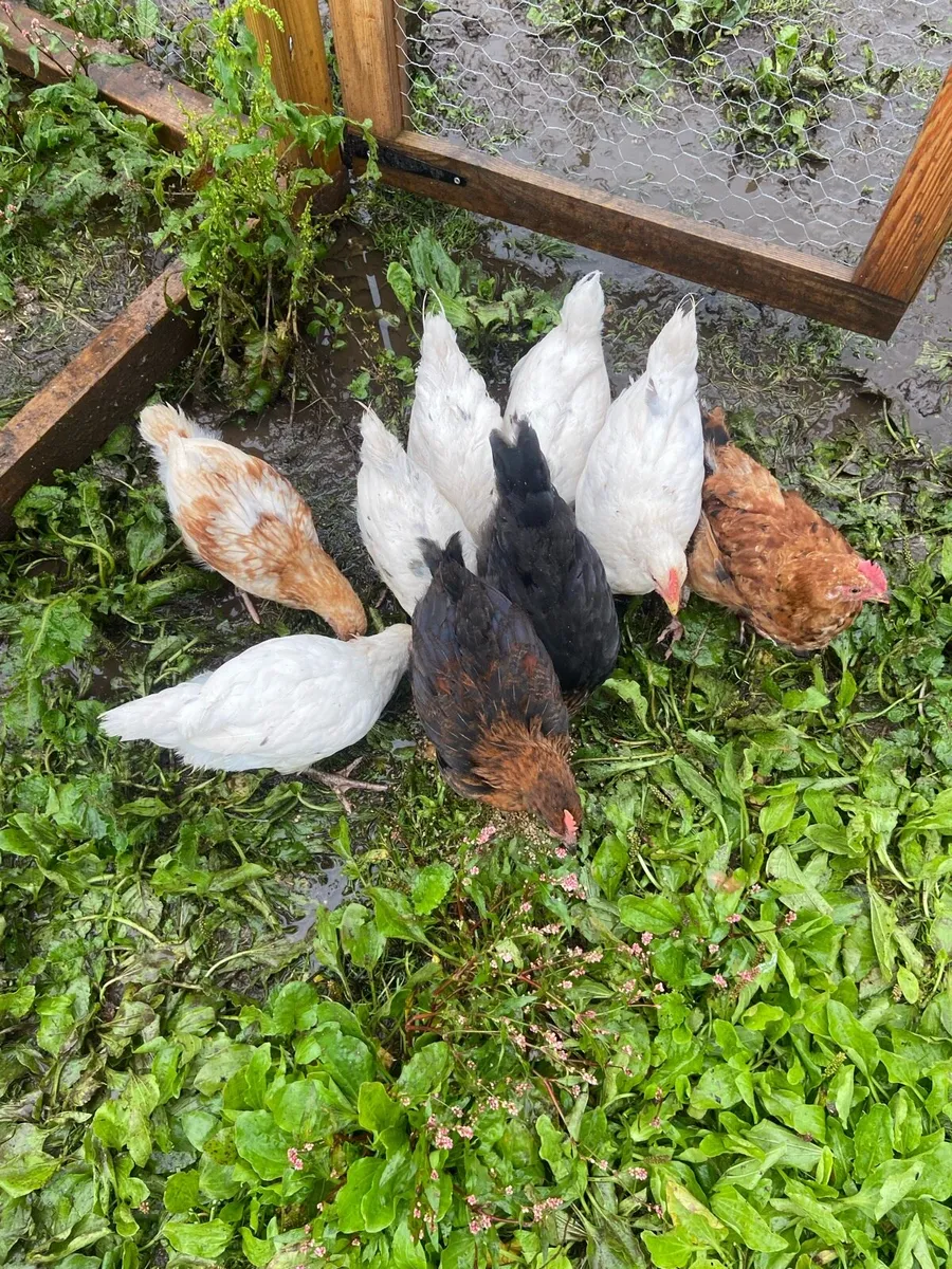 Chicks - Image 4