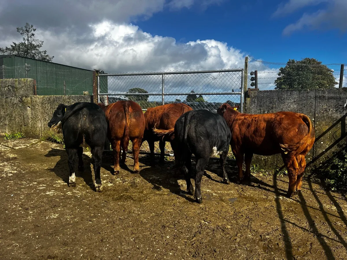 Breeding Heifers - Image 1