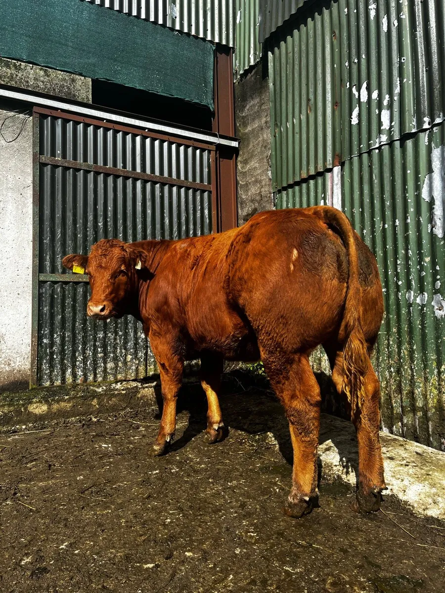 Breeding Heifers - Image 2