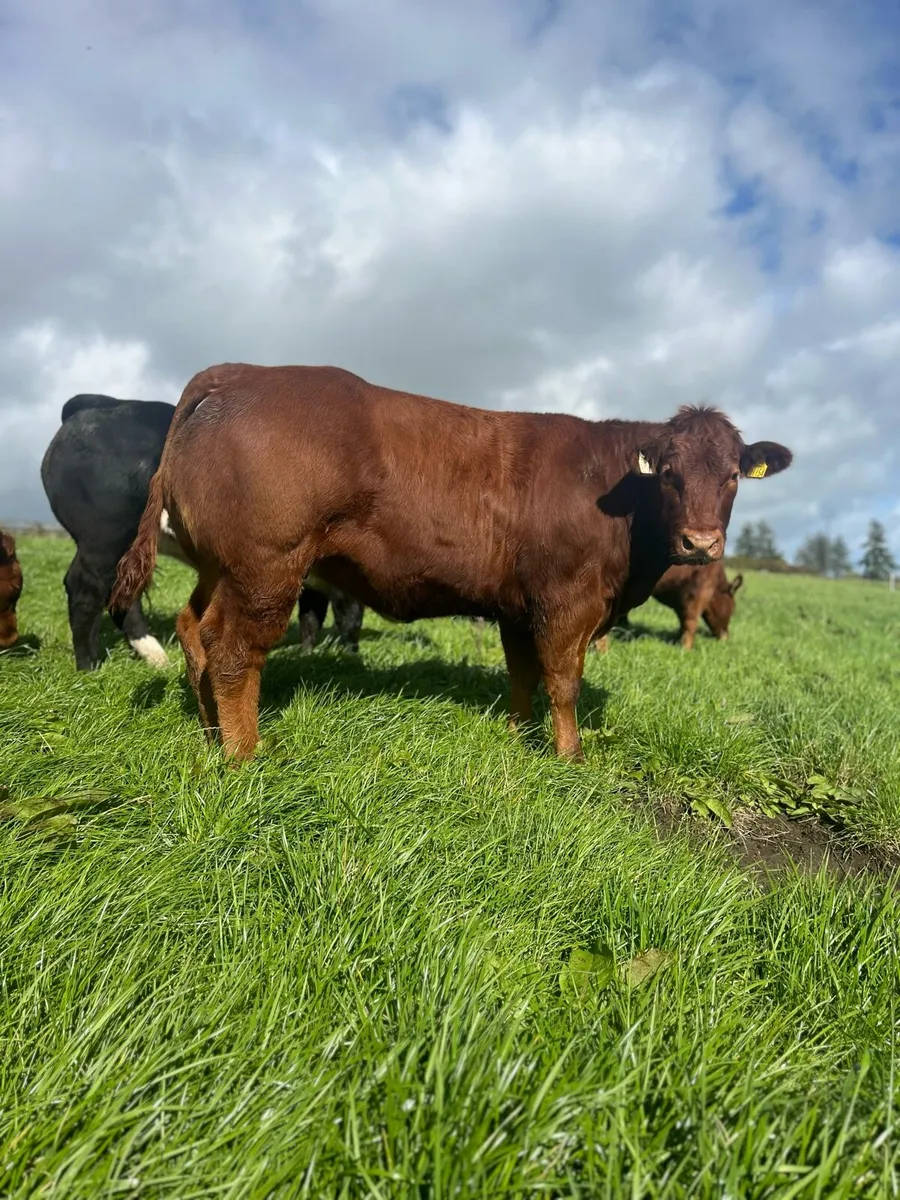 Breeding Heifers - Image 3