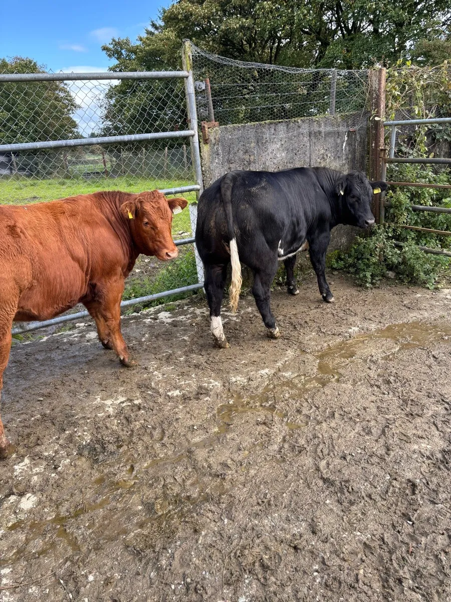 Breeding Heifers - Image 4
