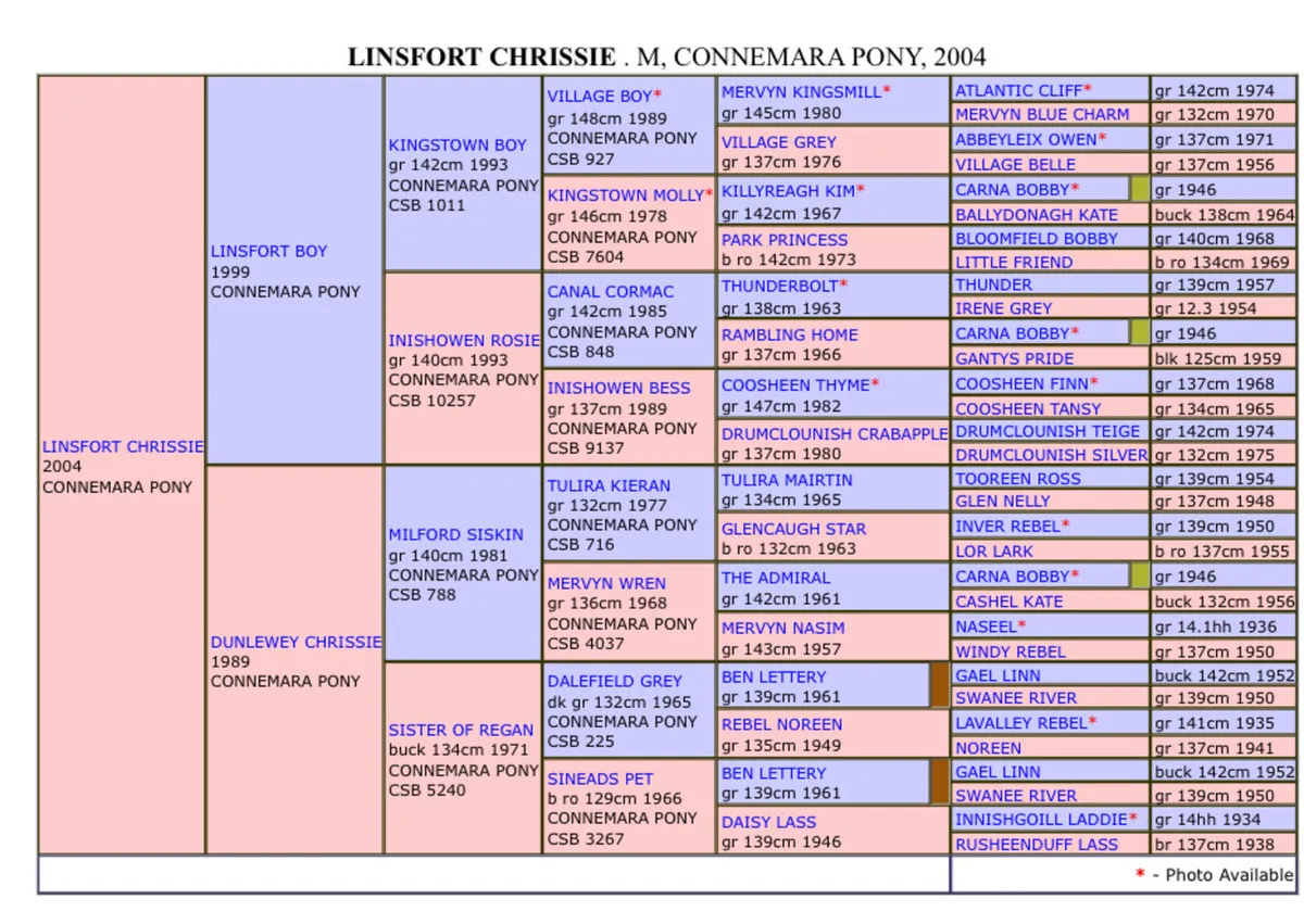 Connemara filly - Image 4