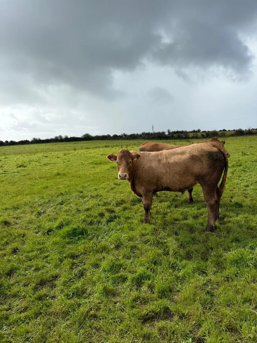 3 limousine bullocks for sale - Image 1