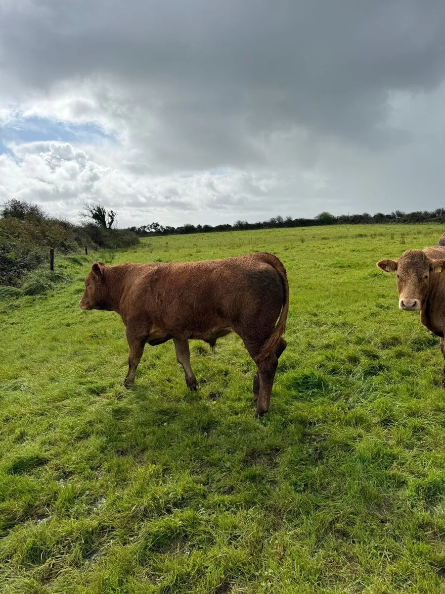 3 limousine bullocks for sale - Image 2