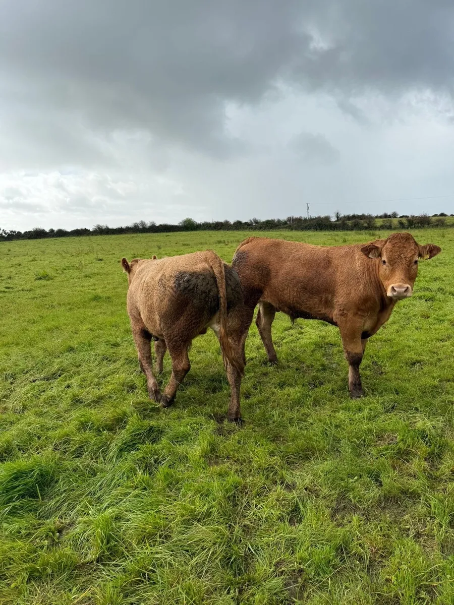 3 limousine bullocks for sale - Image 3
