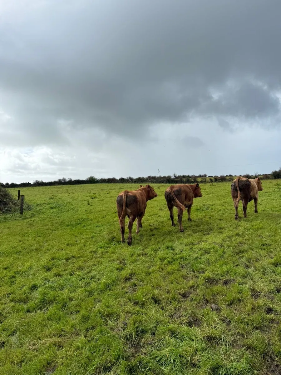 3 limousine bullocks for sale - Image 4